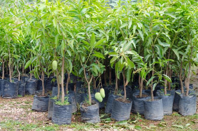 How to grow a mango tree