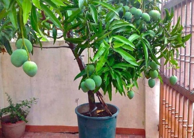 How to grow a mango tree inside your garden
