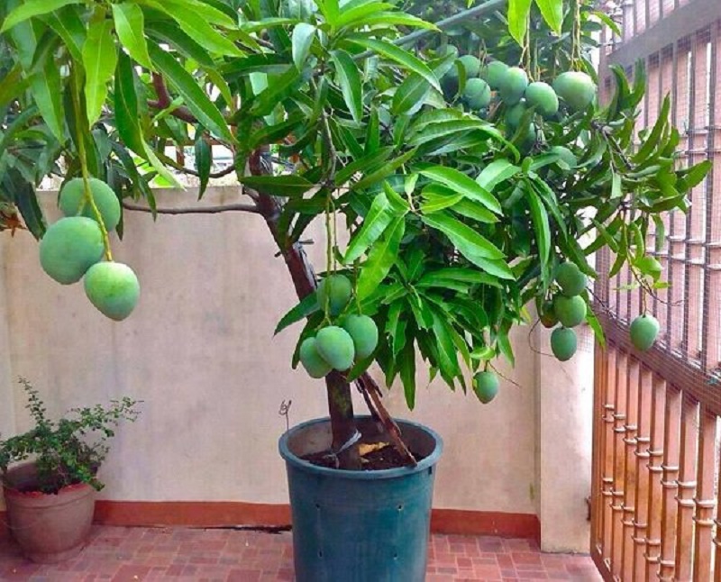 How to grow a mango tree inside your garden