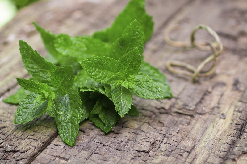 10 tips for growing mint