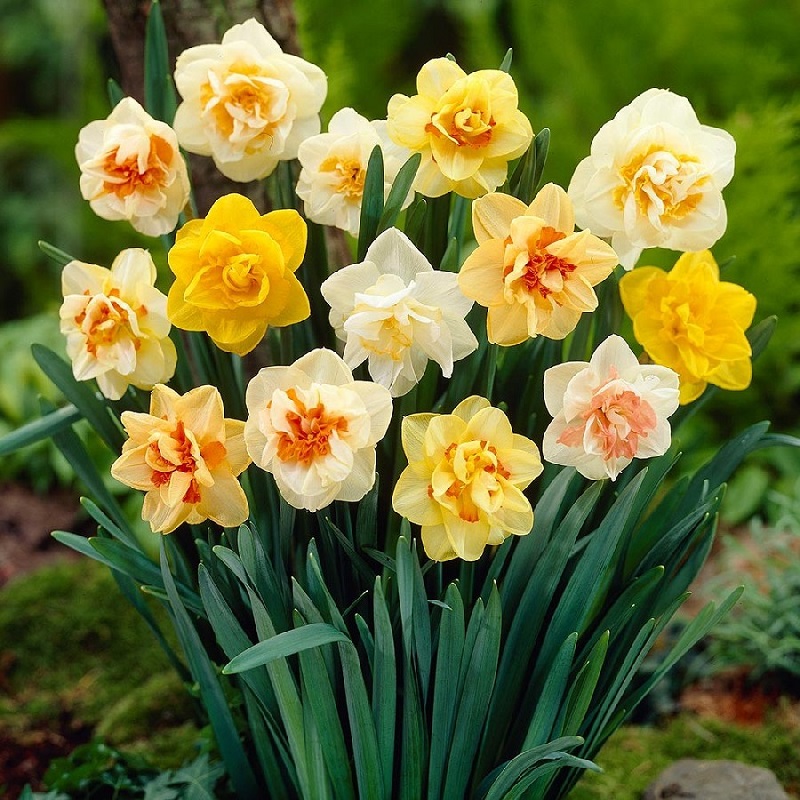 The most popular flower bulbs: how to grow them?