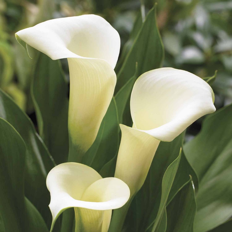 The most popular flower bulbs: how to grow them?