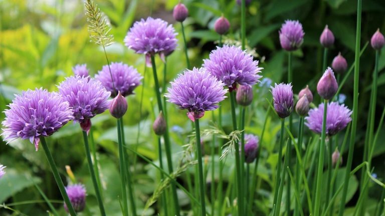 Aromatic plants - How to plant chives