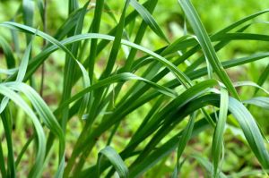 Aromatic plants - How to plant chives