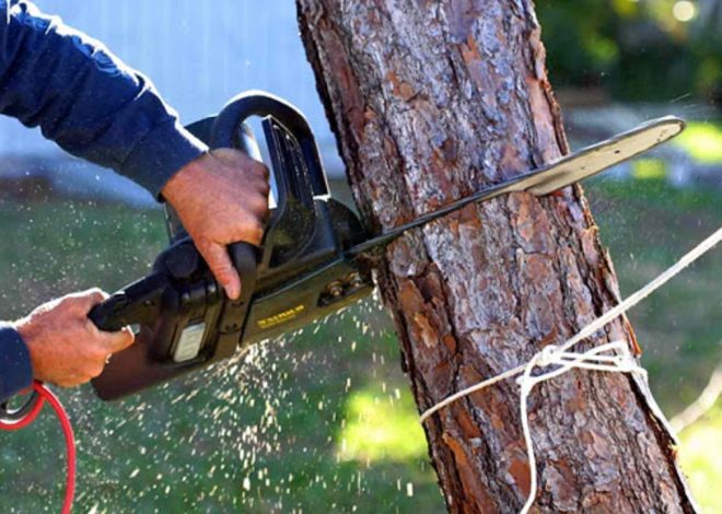 How much should I expect to pay for tree removal?