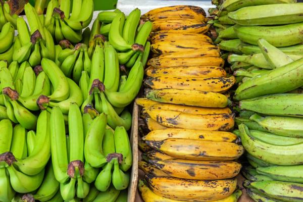 Types of bananas and their properties