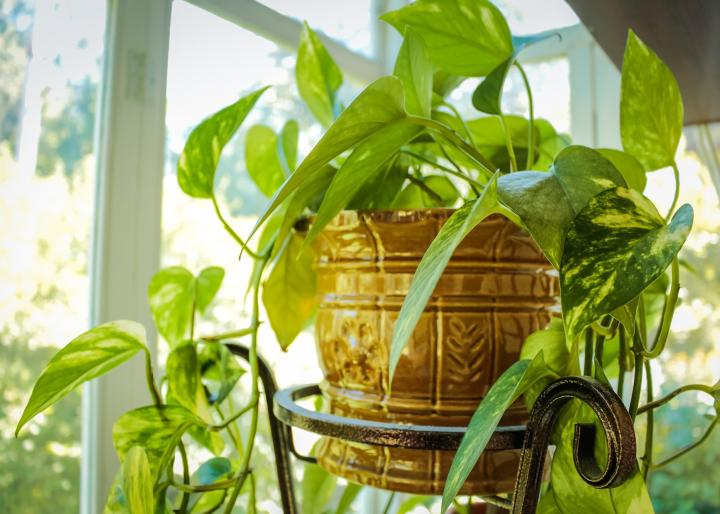 Why plants look healthy but not growing