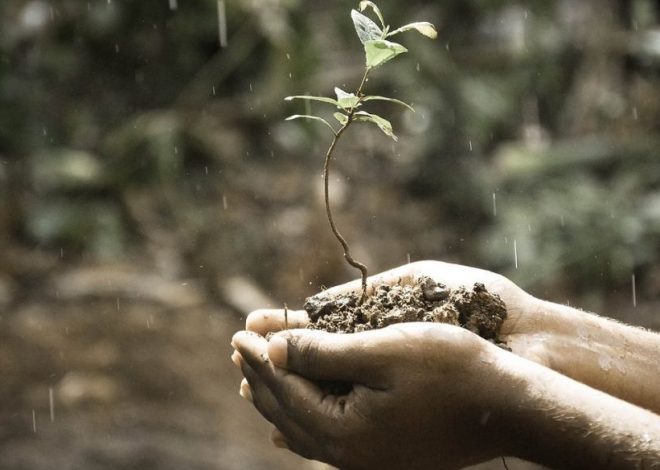 Why plants look healthy but not growing