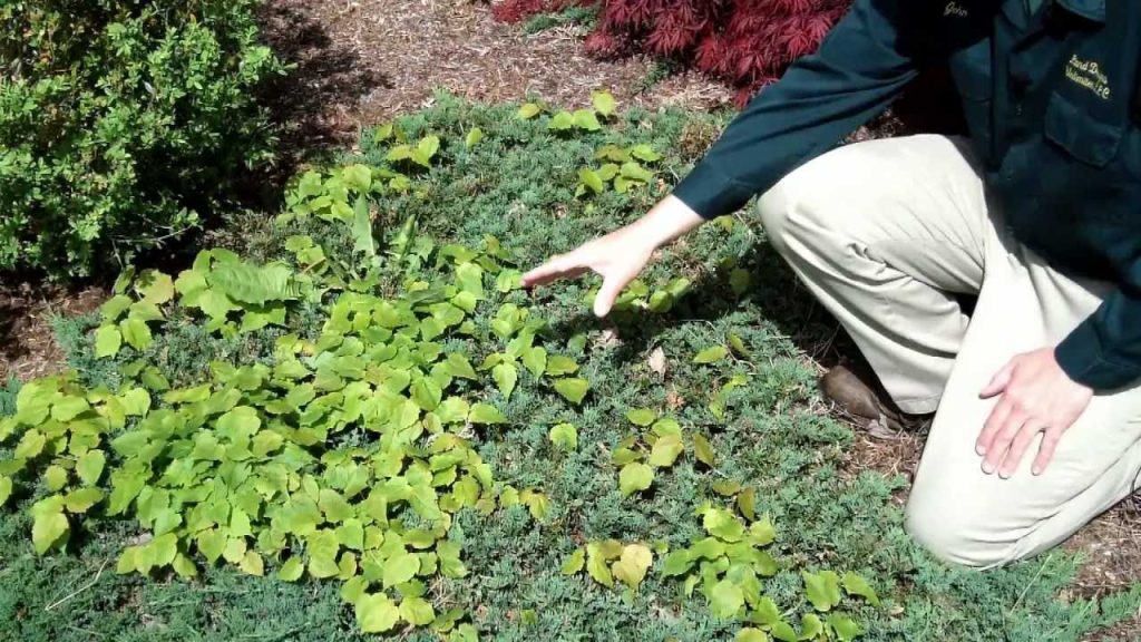 how to clear a garden full of weeds