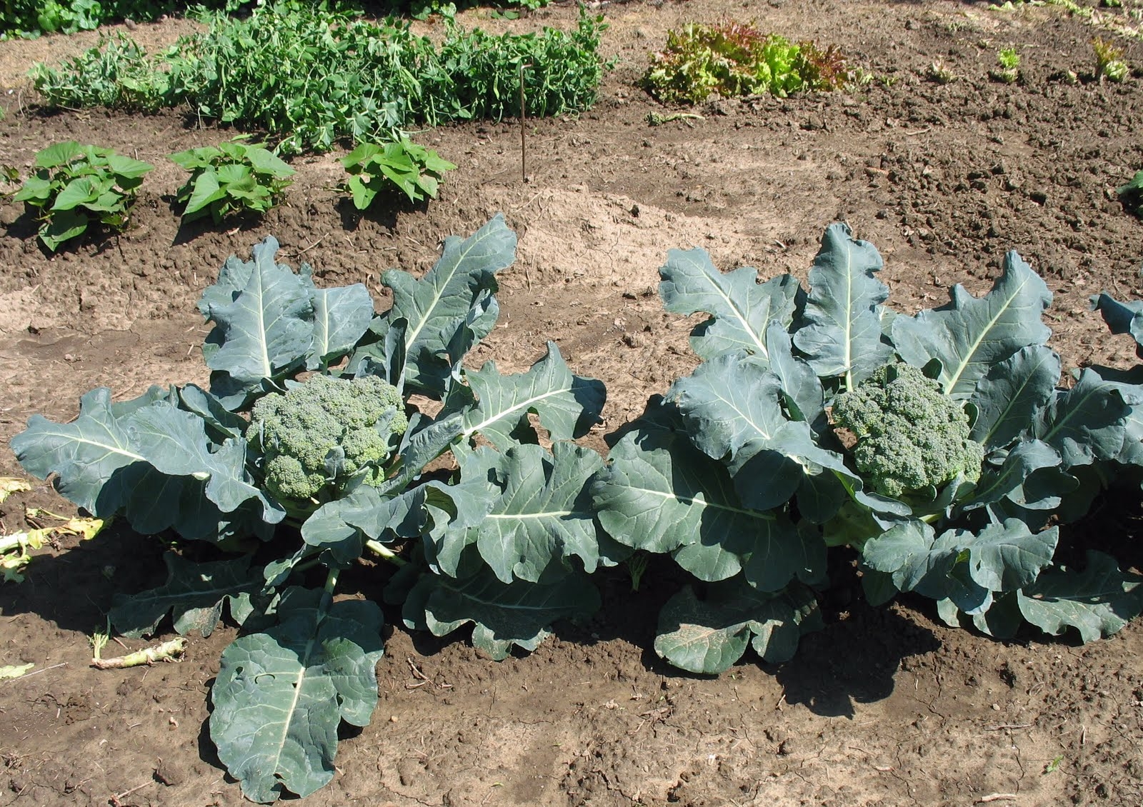 When to plant broccoli?