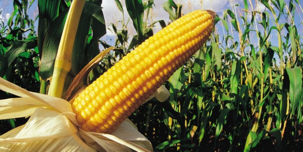 How And When To Grow Corn Day Nursery How And When To Grow Corn Day Nursery