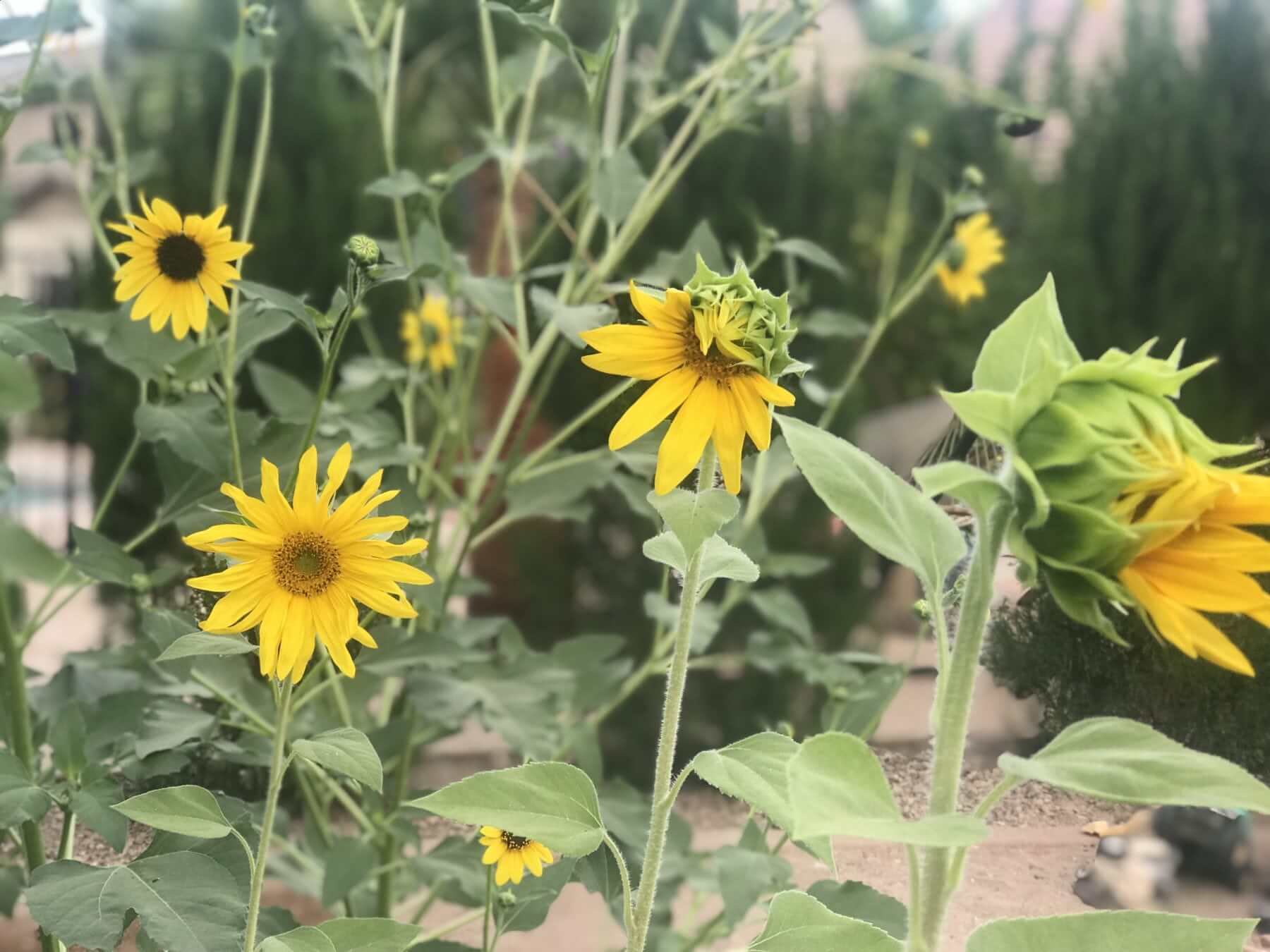 When to plant sunflower seeds