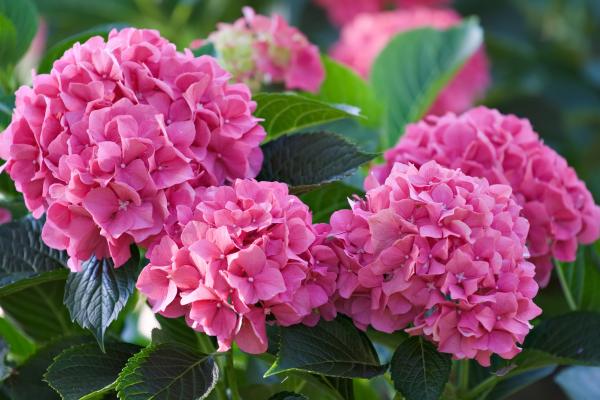 How to change hydrangea colors naturally?
