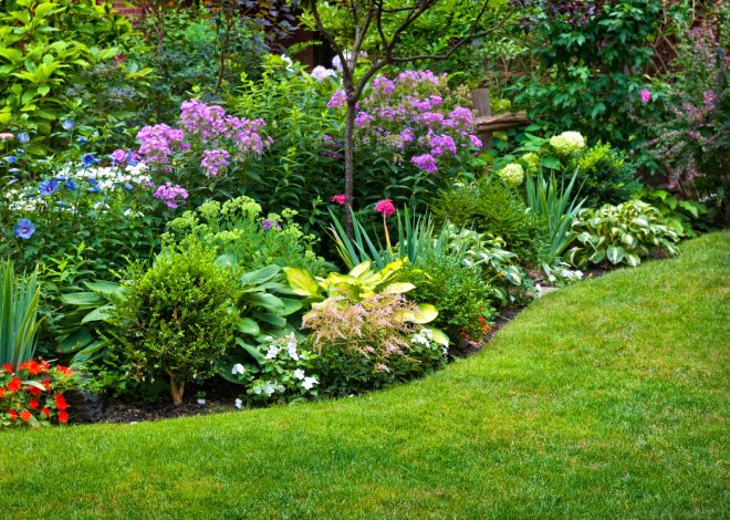 Best perennial seeds to grow easily in your garden