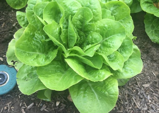 Tips for keeping buttercrunch lettuce fresh for longer