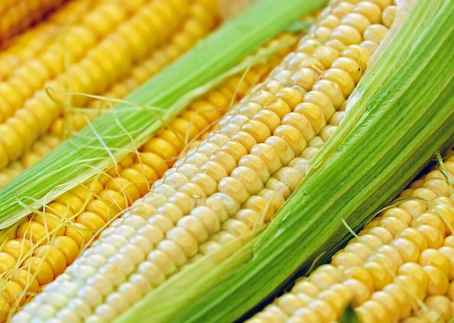 How and when is corn ready to pick and cook sweet corn