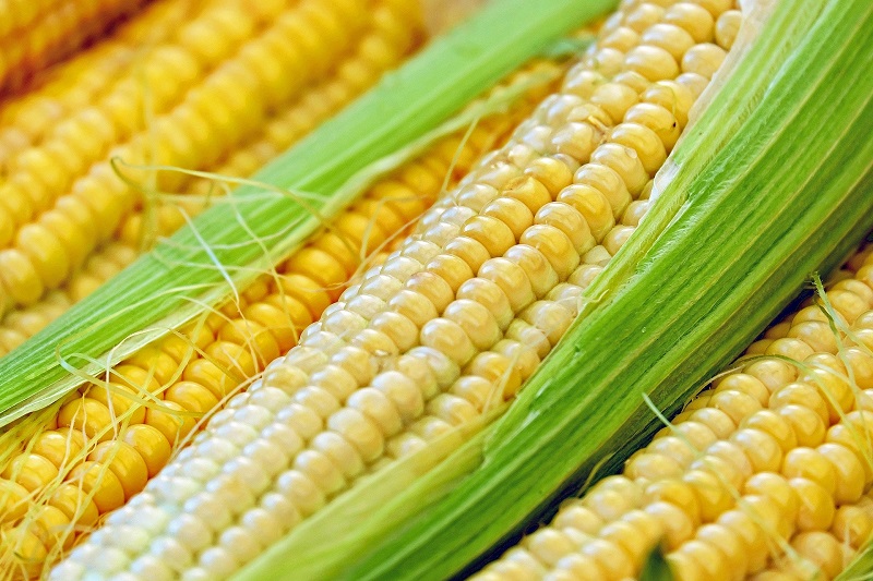 How and when is corn ready to pick and cook sweet corn
