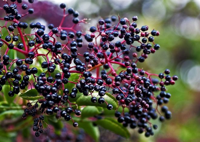 Growing Elderberry: A Complete Guide on How to Plant, Grow, and Harvest