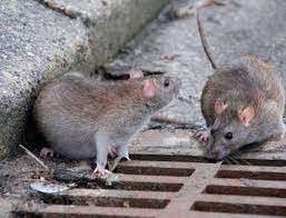 The Relationship Between Rats and the Sewers