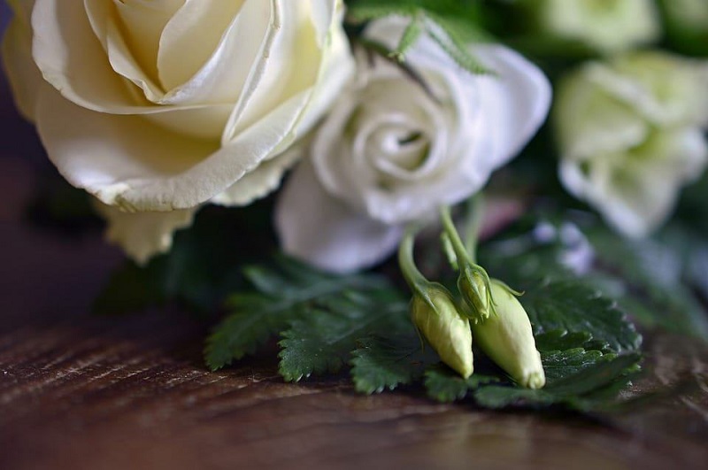 How to care for white roses