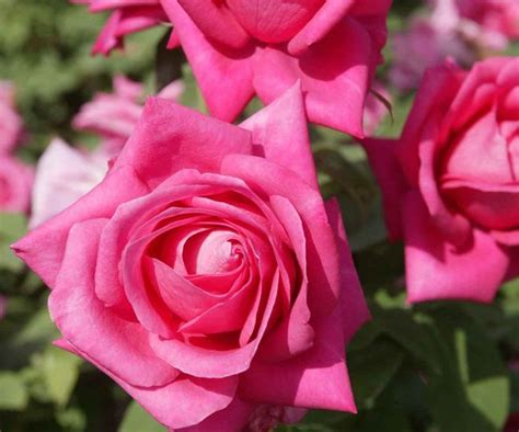Best Tips For Growing Roses