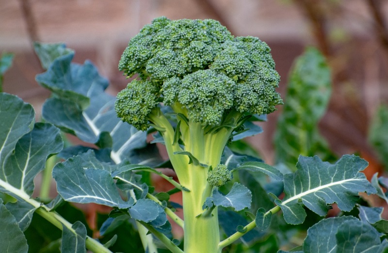 The Five Best Companion Plants for Broccoli