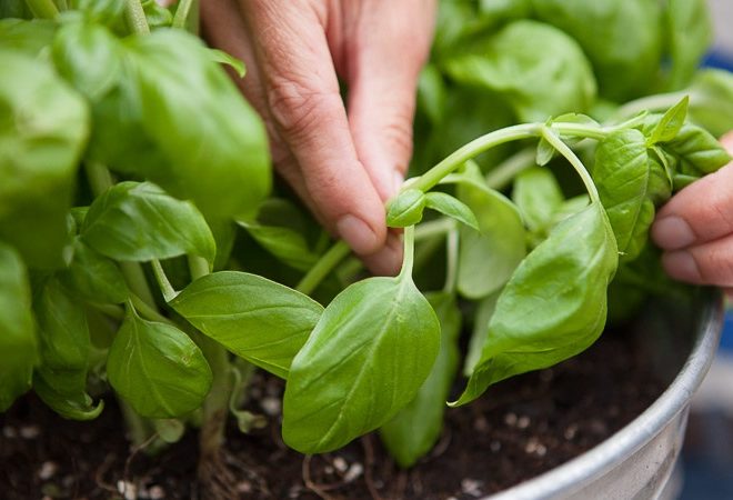 How to harvest basil without killing the plant