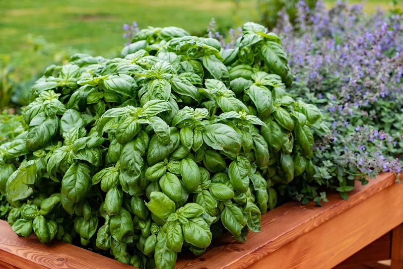 How to grow basil: everything you need to know