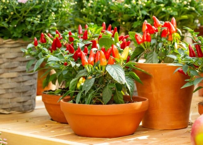 How to grow peppers in 11 steps