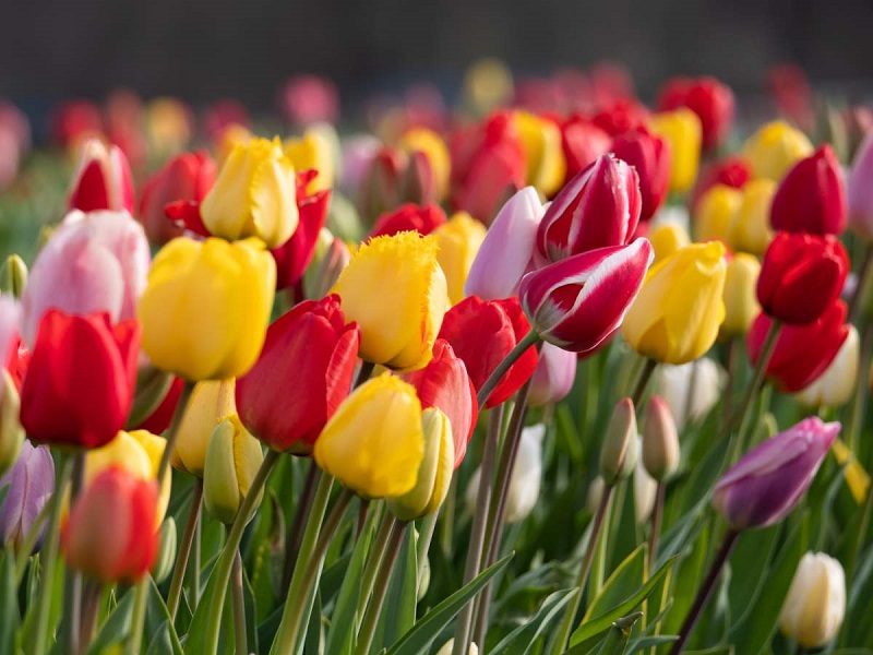 How to care for tulips
