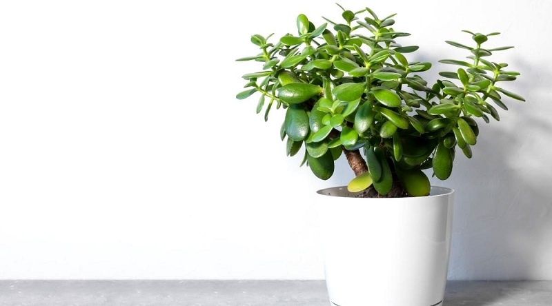 How to care for the jade plant