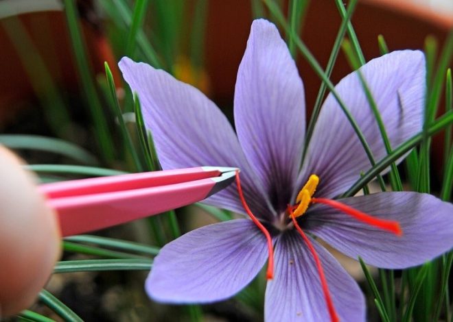 How to grow saffron in Garden
