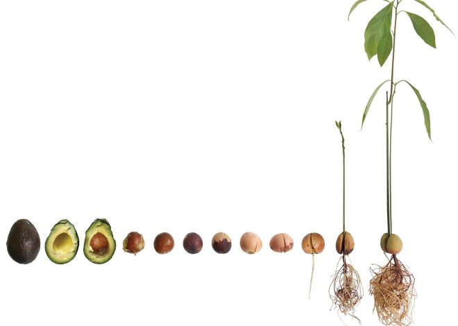 How Do I Know If My Avocado Seed Is Germinating?