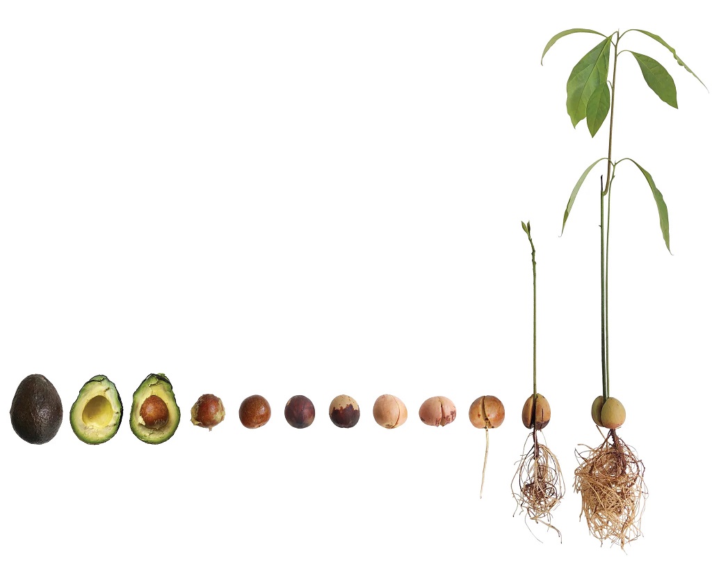 How Do I Know If My Avocado Seed Is Germinating?