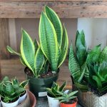 Is Snake Plant Low Light?