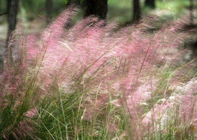 What is Natural Florida Grass? Exploring the Beauty and Benefits