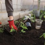 Optimizing Soil for Organic Gardening