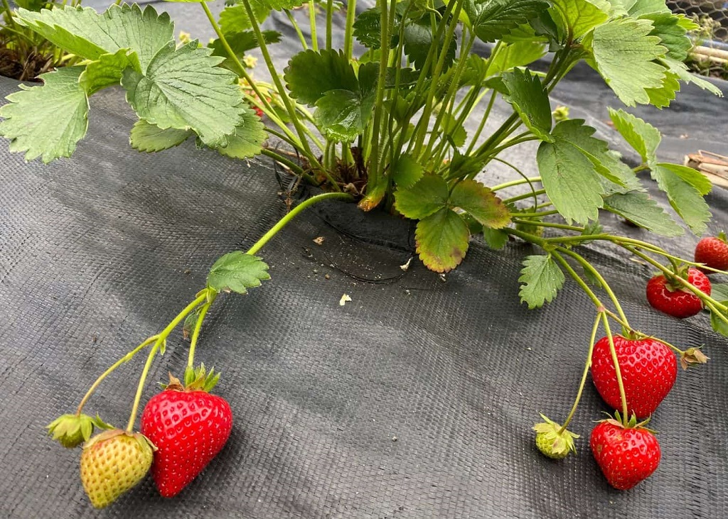 Strawberry Varieties: From Everbearing to Junebearing