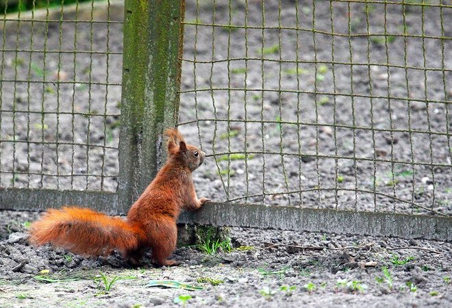 How to Keep Squirrels Out of Garden: A Gardener’s Guide