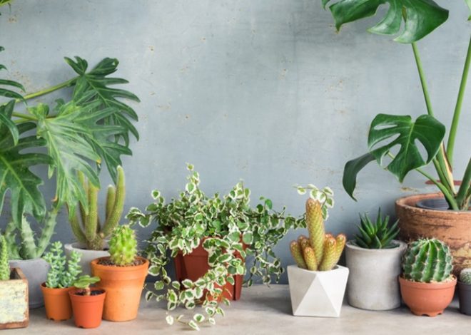 The Ultimate Guide to Indoor Pots & Planters