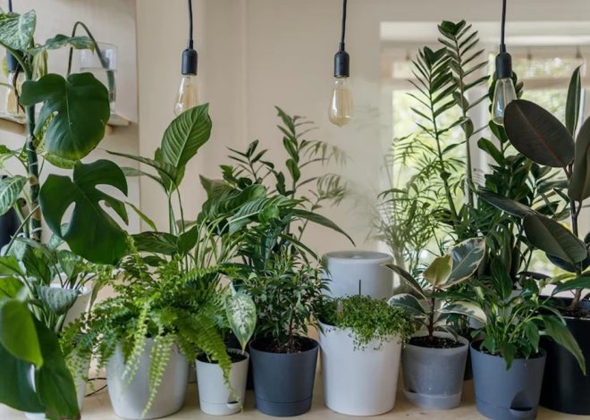 Best Plants for Dark Rooms