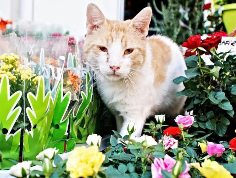 Are Bromeliad Toxic to Cats? Day Nursery