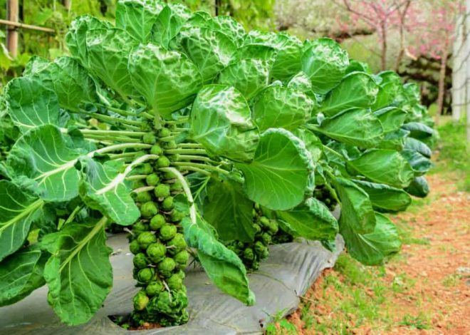 Do Brussels Sprouts Come Back Every Year? Understanding Their Growth Cycle