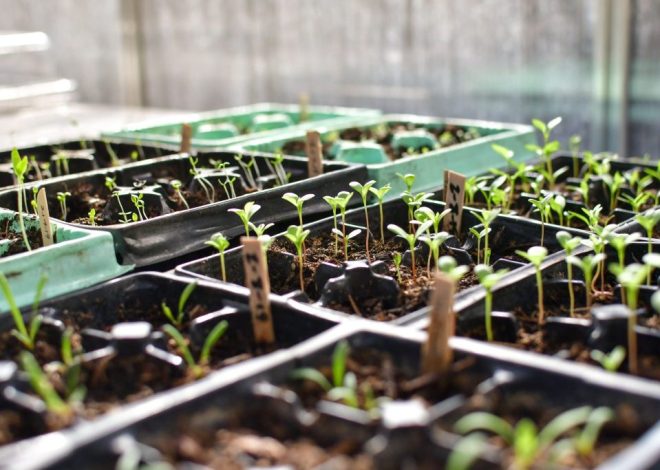 Germinating Weed Seeds: Your Complete Timeline Chart