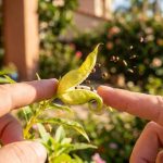 Touch-me-not plant leaves folding after human touch in a San Diego garden