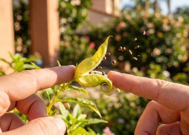 Why Homeowners in San Diego, CA Love Touch-Me-Not Plants
