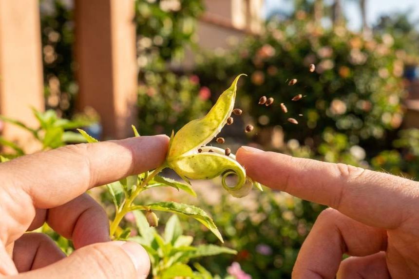 Why Homeowners in San Diego, CA Love Touch-Me-Not Plants